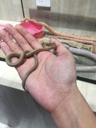 -Moni星球萌宠·小马宝莉·灵蛇·高端高阶全萌宠互动体验俱乐部(红豆国际广场店)