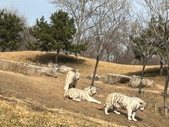 -北京野生动物园