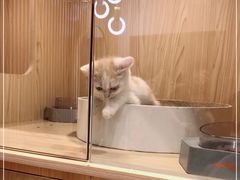 -屋虎猫馆(宝安大仟里店)