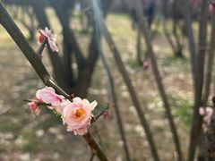 -蜀冈西峰生态公园