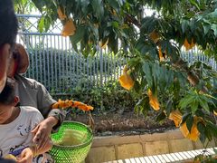 -老袁家蜜桃农场·阳山水蜜桃