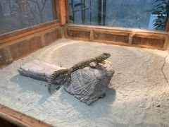 -上海大自然野生昆虫馆(东方明珠·爬宠昆虫探索中心)