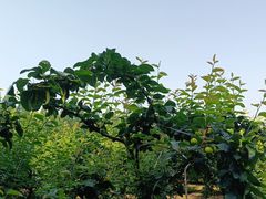 -同里国家湿地公园