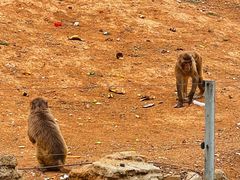 -石家庄市动物园