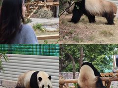 -灵玲国际马戏城