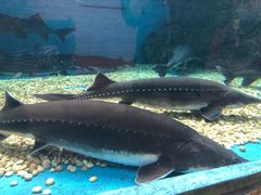 -成都浩海立方海洋公园