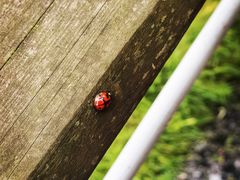 -西湖风景区-江洋畈生态公园