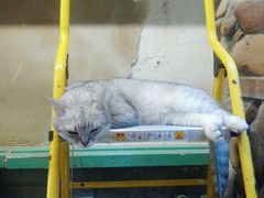 -猫咪博物馆(顶澳仔猫街店)