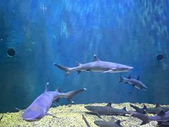 -华夏文旅海洋公园