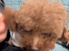 -佳雯宠物医院·皮肤科·内外科(春晓路分院)