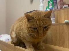 -唐小姐の私宠·宠物洗护美容·撸猫馆·购宠(周浦万达旗舰店)