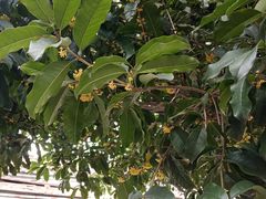 -孝店王酒酿馒头(安昌1店)