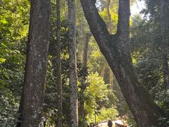 -西双版纳原始森林公园
