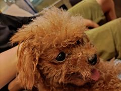 -more than meow吴止猫主题餐厅(承德 中船汇店)