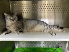 -艾贝尔宠物诊疗