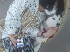 -Husky Go! 哈士奇体验馆·宠物咖啡厅狗咖