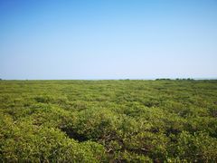 -北海金海湾红树林生态旅游区