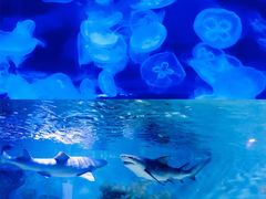 -乌鲁木齐海洋馆