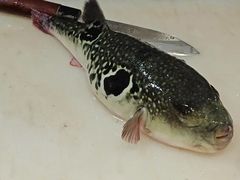 -天正河鲀·河豚亭(大连店)