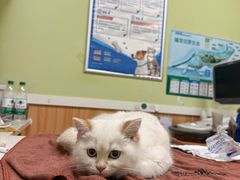 -瑞鹏宠物医院·夜间急症·心超·猫科(祖庙分店)
