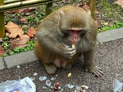 -黔灵山公园