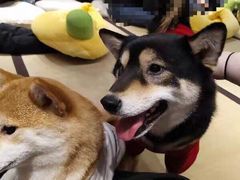 -逗柴咖啡屋·狗咖猫咖宠物桌游