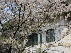 -武汉大学-樱园