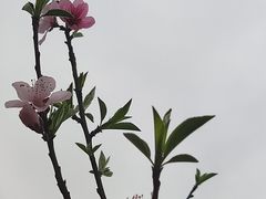 -重庆园博园