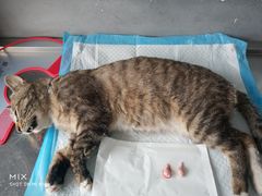 -瑞派长江宠物医院·猫科·外科·24小时夜护(谊城公寓分院)