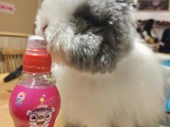 -藦茜花园宠物主题亲子互动体验馆(国顺东路店)