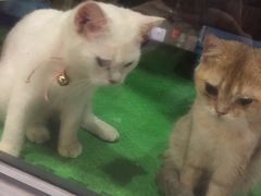 -东方名猫馆·英短金渐层布偶猫舍(环线广场1号楼店)