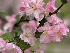 -海棠花溪(元大都城垣遗址公园)