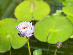 -国家植物园