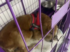 -达爱动物医院·犬猫分区·CT·复杂眼科(远洋山水分院)