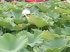 -三圣花乡旅游区