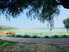 -丁香湖公园