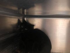 -萌兽医馆·犬猫专科·眼科中心·宠物医院(朝阳门分院)