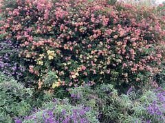 -三圣花乡旅游区