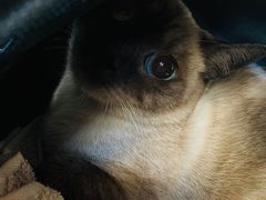 -北京赛佳动物医院