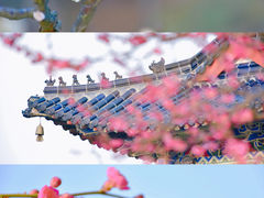 -梅花山(明孝陵内)