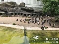 -阿提斯皇家动物园