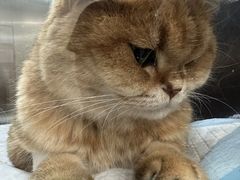 -瑞派先诺宠物医院•猫专科•普外科•中兽医(佛山院)