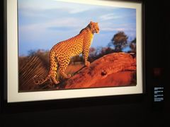 -罗红摄影艺术馆