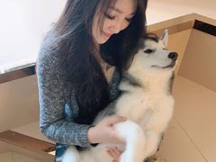-Husky Go! 哈士奇体验馆·宠物咖啡厅狗咖