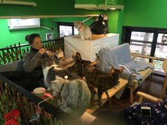 -李小姐の猫咖啡馆(五角场店)