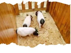 -前小桔亲子创意农场·草莓采摘·露营烧烤