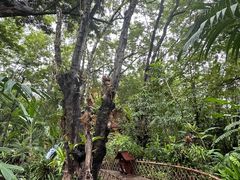 -中国科学院西双版纳热带植物园