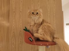 -猫腻·猫咖·撸猫馆(星光大道店)