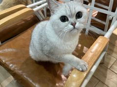 -李小姐の猫咖啡馆(五角场店)
