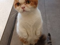 -飞行喵MR PILOT|猫舍·猫咖(静安大融城店)